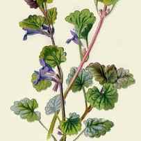 Ground Ivy by Print Collector