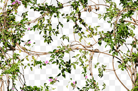 pink and green flowers with branch, Vine Flower Tree Wall, Flowering Jungle Vines Flowers, leaf, branch, twig png thumbnail