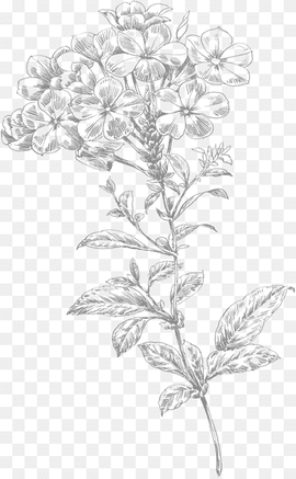 brown flowers illustration, Line art Flower Drawing, Line drawing small flowers, painted, hand, branch png thumbnail