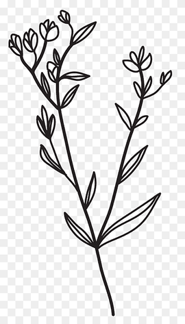 Black And White Flower, Twig, Plant Stem, Leaf, Line, Plants, Flora, Black And White, Twig, Plant Stem, Leaf png thumbnail