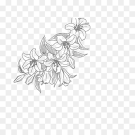 Flower Line art Drawing, flower line, white, leaf, branch png thumbnail