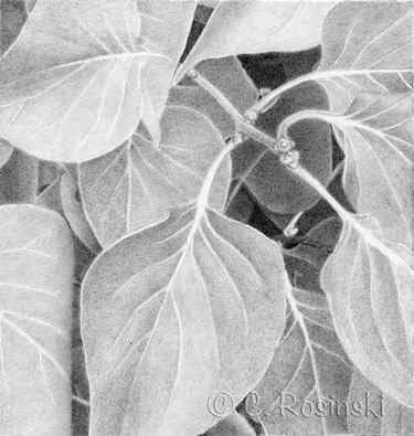Lilac leaves drawing finished C. Rosinski
