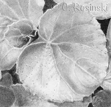 Begonia leaf drawing six Rosinski