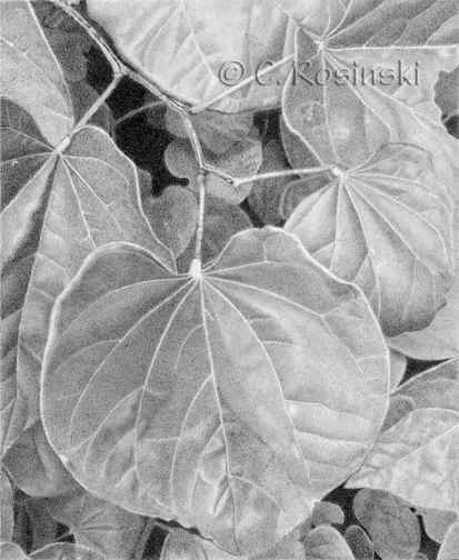 Step five of a Redbud leaf drawing by Carol Rosinski.
