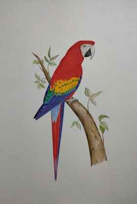 Red parrot painting 