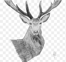 One continuous line drawing of wild reindeer for national park logo identity Elegant buck mammal animal mascot concept for nature conservation Single line vector graphic draw design illustration 4481434 Vector Art at