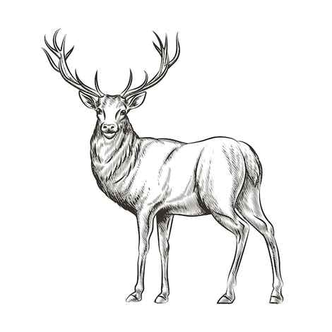 How to Draw a Reindeer Step by Step Drawing Tutorial Easy Peasy and Fun