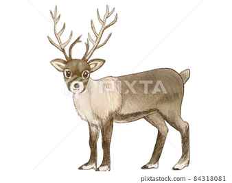 How to Draw a Realistic Reindeer