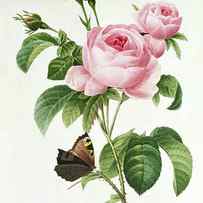 Rosa Centifolia by Pierre Joseph Redoute