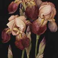 Irises by Jenny Barron