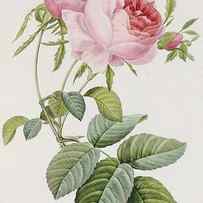 Rose by Pierre Joesph Redoute