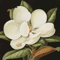 Magnolia Grandiflora by Jenny Barron