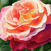 Rose Fringed with Red Petals by Sharon Freeman