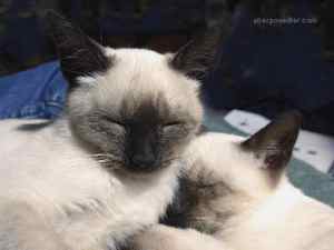 Two sleeping Siamese kittens.