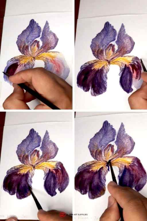 Final Steps Painting Watercolor Iris
