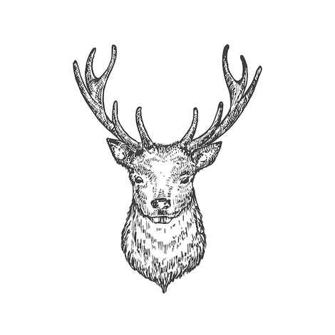 Dignified cute reindeer color pencil drawing Stock Illustration 84318081 PIXTA