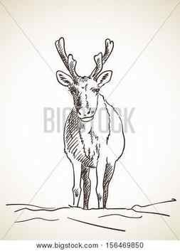 Learn How To Draw A Cute Christmas Reindeer
