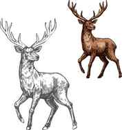 Its Christmas My Deer Pencil drawings Reindeer drawing Pencil art drawings