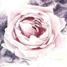 Terrific Fragrance Of The Rose - original floral watercolor thumb