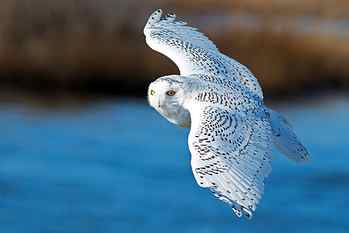 white and gray owl, bird, wings, flight, snowy owl, white owl HD wallpaper