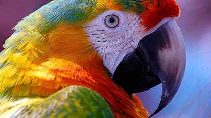 beak, bird, parrot, macaw, close up, feather, parakeet, macro photography HD wallpaper