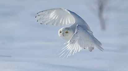 snowy owl, bird, white, bird of prey, feather, wing, wildlife HD wallpaper