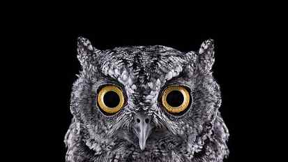 grey owl, selective focus photograph of owl face, photography HD wallpaper