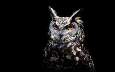 brown and white owl, orange eyes, birds, black background, animals HD wallpaper