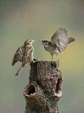 two grey birds on tree branch, action, sparrows, animal, nature HD wallpaper