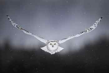 snow, background, owl, bird, wings, flight, snowy owl, white owl HD wallpaper