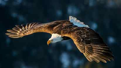 bird, fly, eagle, bird of prey, flying, bald eagle, feather HD wallpaper