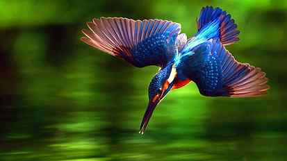 bird, beak, wildlife, fauna, close up, organism, feather, wing HD wallpaper