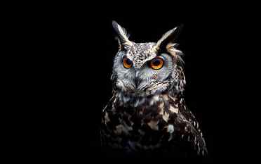 Owl, black background HD wallpaper