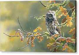 Tree Owl Canvas Prints