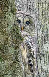 Wall Art - Photograph - Barred Owl Peek a Boo by Jennie Marie Schell