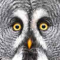 Amazed Great Grey Owl Hdr by Pics-xl