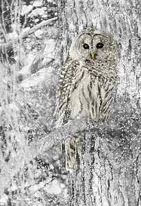 Wall Art - Photograph - Barred Owl Snowy Day in the Forest by Jennie Marie Schell