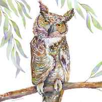 Great Horned Owl by Amy Kirkpatrick