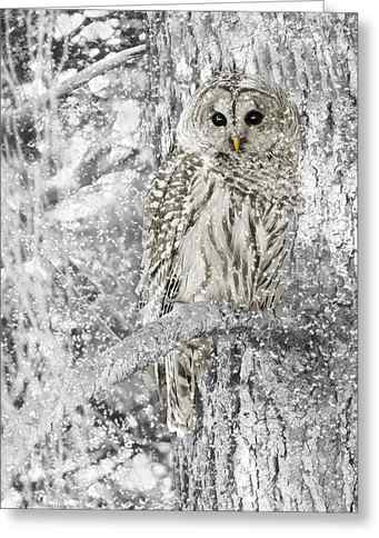 Tree Owl Greeting Cards