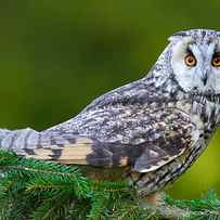 Long-eared Owl Sitting On The Branch by Ondrej Prosicky