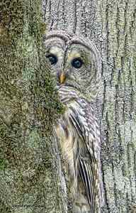 Tree Owl Posters