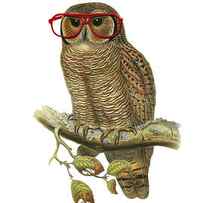 Owl with red glasses by Madame Memento
