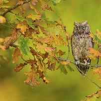 European Scops Owl by Milan Zygmunt