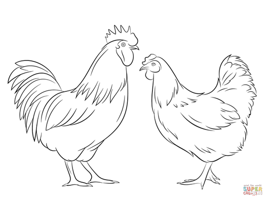 Premium Vector Farm hen chicken vintage sketch hand drawn vector illustration