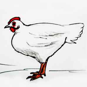 How to Draw a Chicken Hen