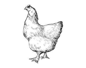 Chicken Galliformes Rooster hen pencil animals chicken Meat png PNGWing