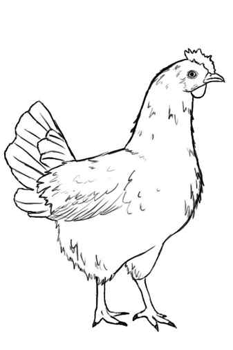 Handdrawn Pencil Graphics Chicken Chick Stock Vector Illustration of bird drawing 81886513