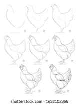 752 Poultry Pencil Sketches Images Stock Photos Vectors Shutterstock