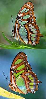 Painting a Malachite Butterflies