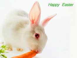 Easter Bunny, bunny, carrot, white, pink eyes HD wallpaper